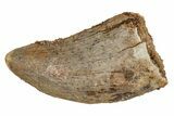 Juvenile Carcharodontosaurus Tooth #214450-1